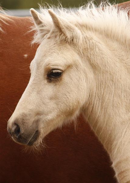 Myrdal von Heidmoor b.jpg